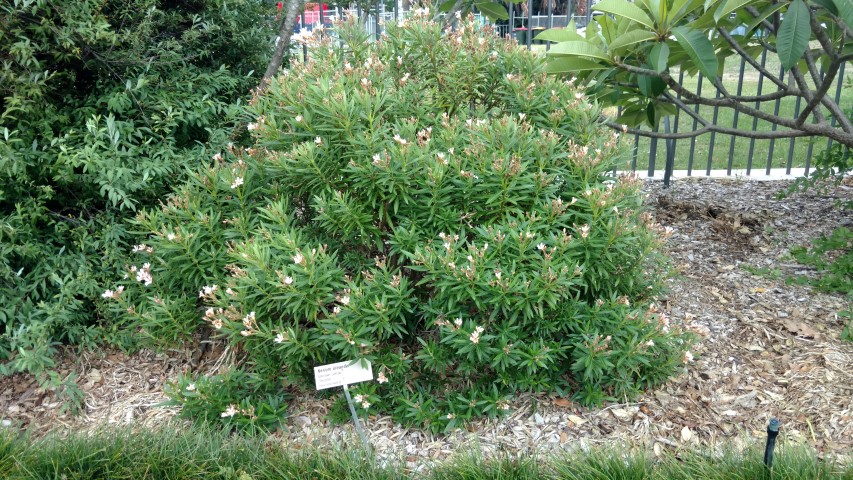Nerium oleander plantplacesimage20170102_103331.jpg