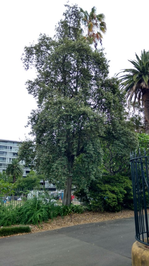 Lagunaria patersonii plantplacesimage20170102_103417.jpg