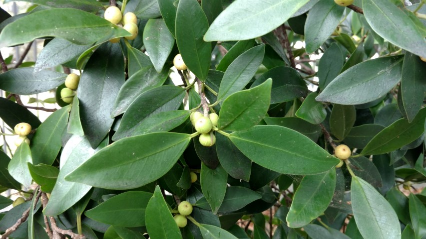 Ficus microcarpa plantplacesimage20170102_104407.jpg