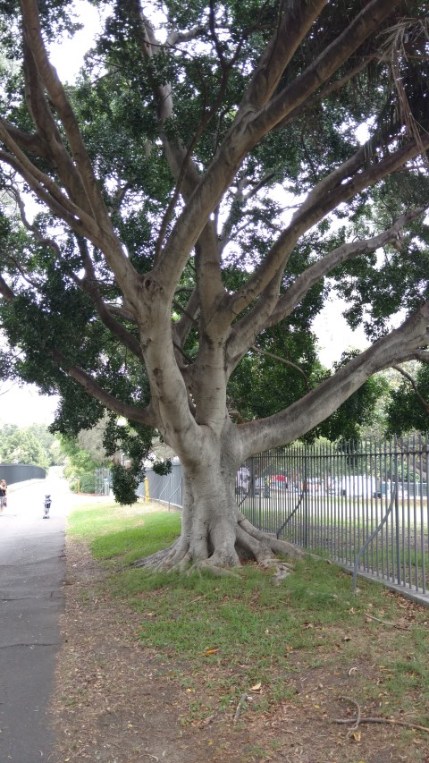 Ficus microcarpa plantplacesimage20170102_104524.jpg