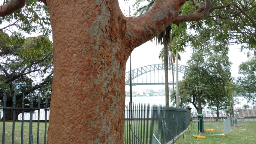 Angophora costata plantplacesimage20170102_104659.jpg