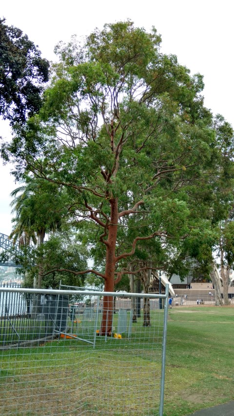 Angophora costata plantplacesimage20170102_104722.jpg