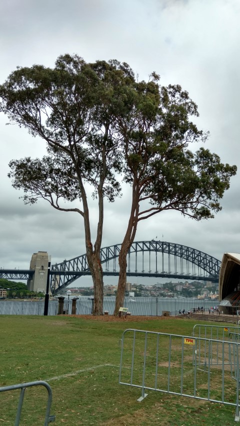 Eucalyptus tereticornis plantplacesimage20170102_105029.jpg