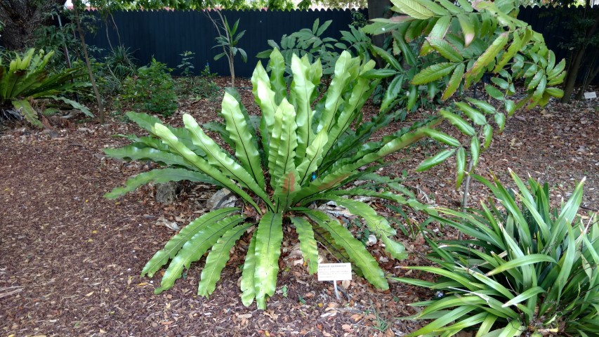 Asplenium australasicum plantplacesimage20170102_120439.jpg