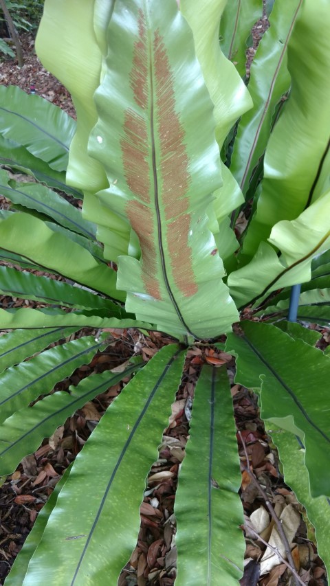 Asplenium australasicum plantplacesimage20170102_120452.jpg