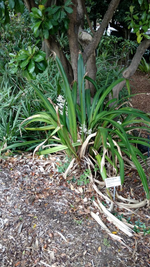 Helmholtzia glaberrima plantplacesimage20170102_120534.jpg