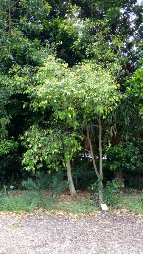 Syzygium oleosum plantplacesimage20170102_120847.jpg