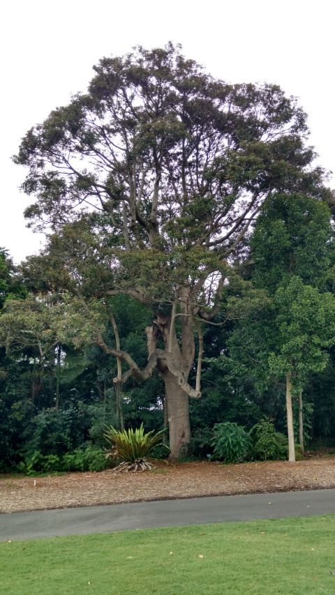 Cryptocarya obovata plantplacesimage20170102_121525.jpg