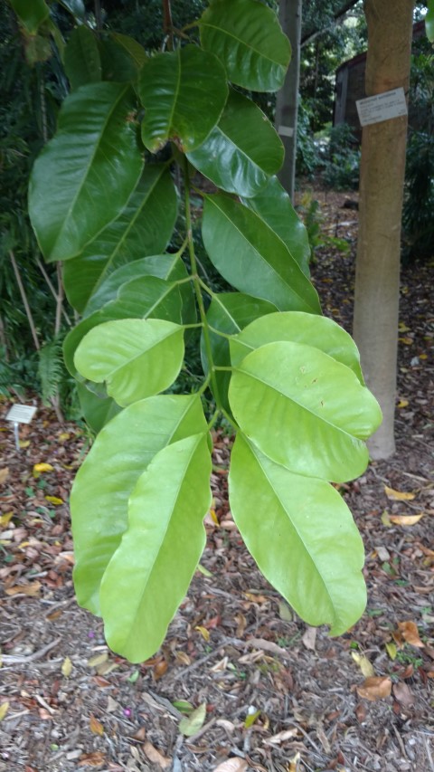 Idiospermum australiense plantplacesimage20170102_121956.jpg