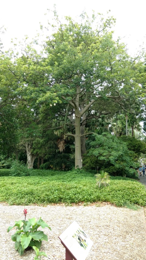 Ceiba speciosa plantplacesimage20170102_123020.jpg