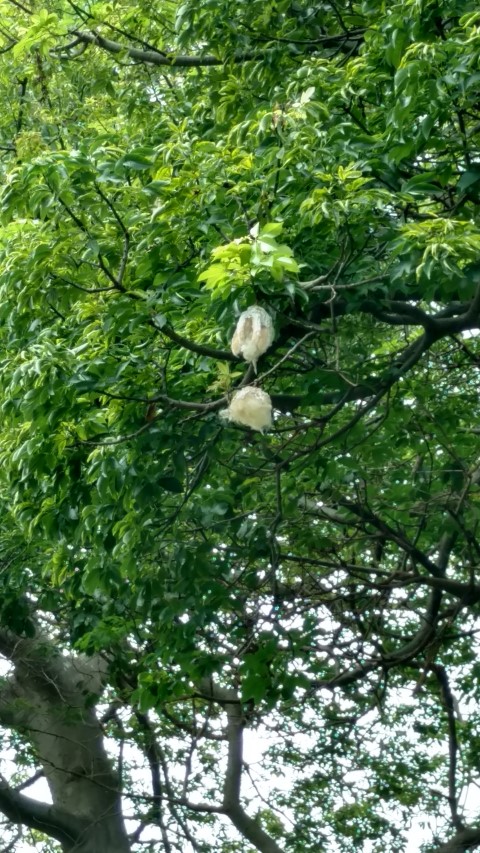 Ceiba speciosa plantplacesimage20170102_123049.jpg