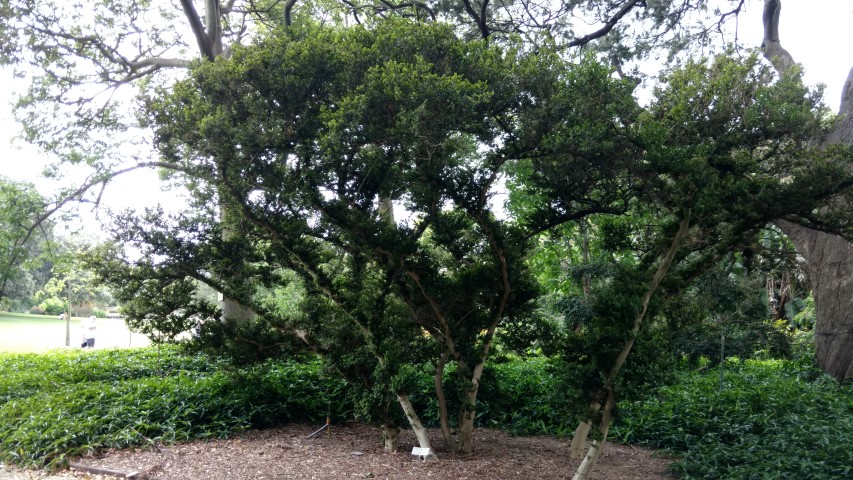 Buxus microphylla plantplacesimage20170102_123157.jpg