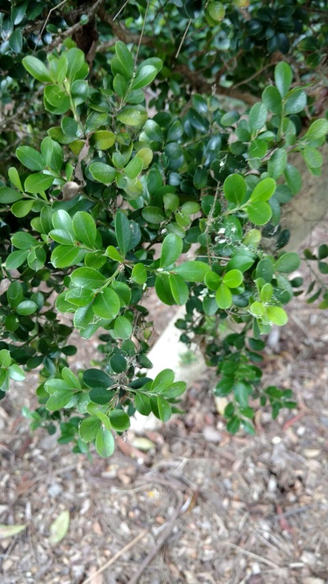 Buxus microphylla plantplacesimage20170102_123225.jpg