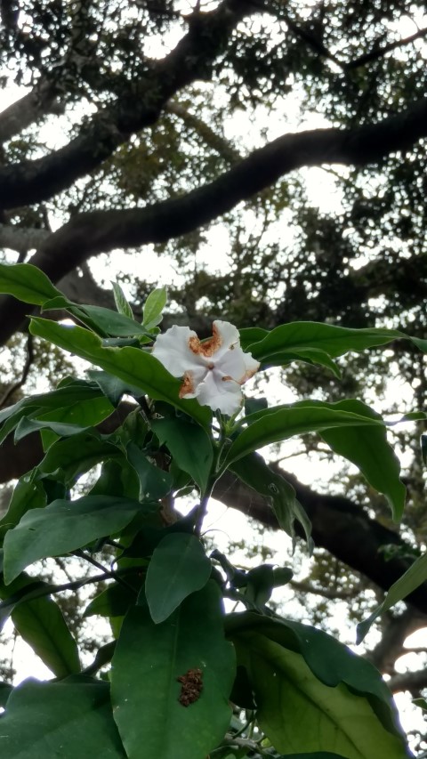 Brunfelsia pauciflora plantplacesimage20170102_123716.jpg