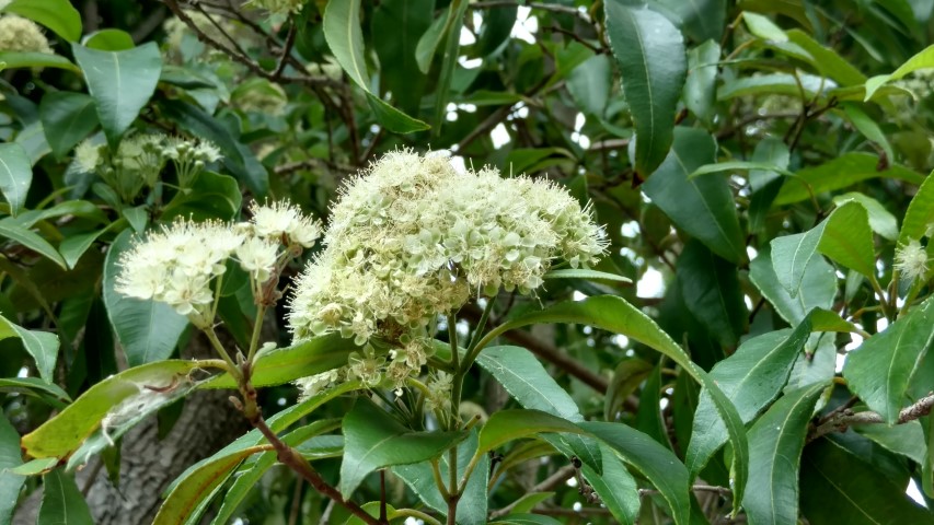 Backhousia citriodora plantplacesimage20170102_124102.jpg