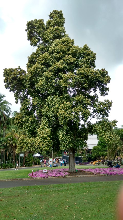 Backhousia citriodora plantplacesimage20170102_124119.jpg