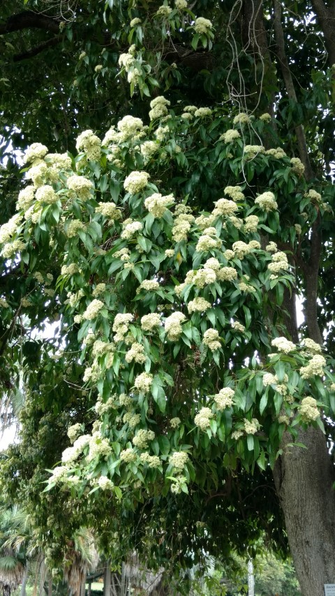 Backhousia citriodora plantplacesimage20170102_124154.jpg