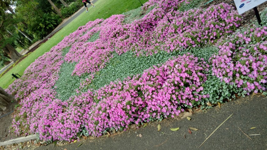 Petunia hybrid plantplacesimage20170102_124339.jpg