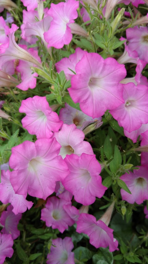 Petunia hybrid plantplacesimage20170102_124355.jpg