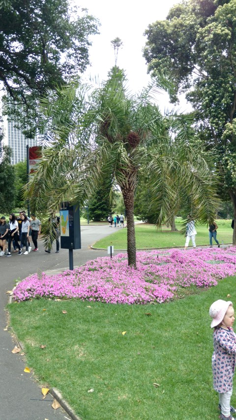 Phoenix pusilla plantplacesimage20170102_124435.jpg