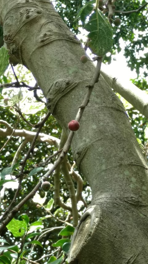 Ficus aspera plantplacesimage20170102_124545.jpg