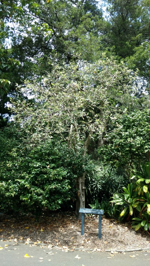 Ficus aspera plantplacesimage20170102_124607.jpg