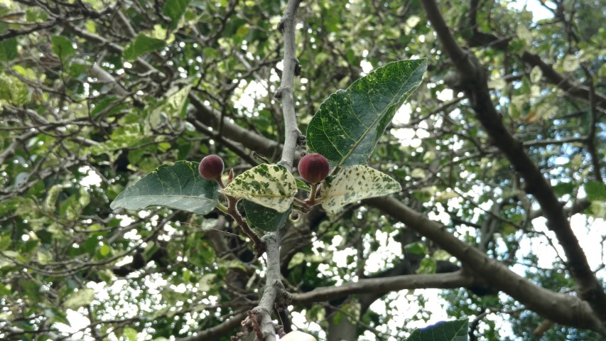 Ficus aspera plantplacesimage20170102_124625.jpg