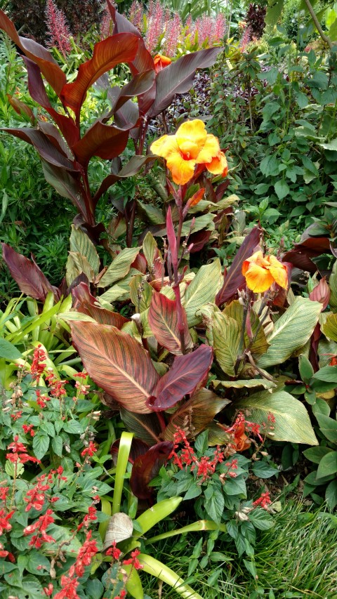 Canna spp plantplacesimage20170102_125159.jpg