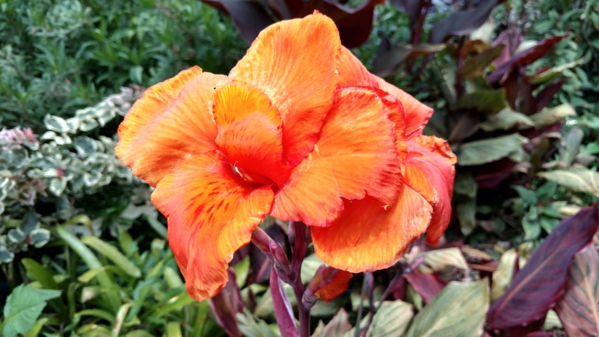 Canna spp plantplacesimage20170102_125209.jpg