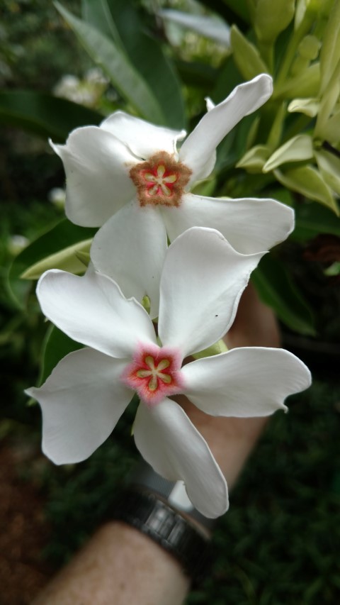 Cerbera floribunda plantplacesimage20170102_125413.jpg