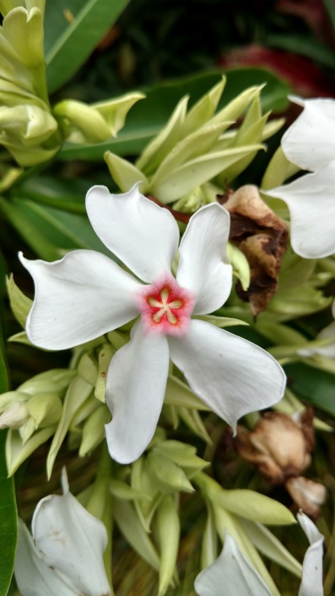 Cerbera floribunda plantplacesimage20170102_125447.jpg