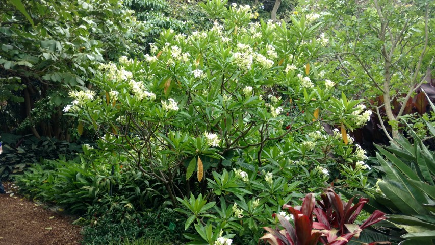 Cerbera floribunda plantplacesimage20170102_125457.jpg