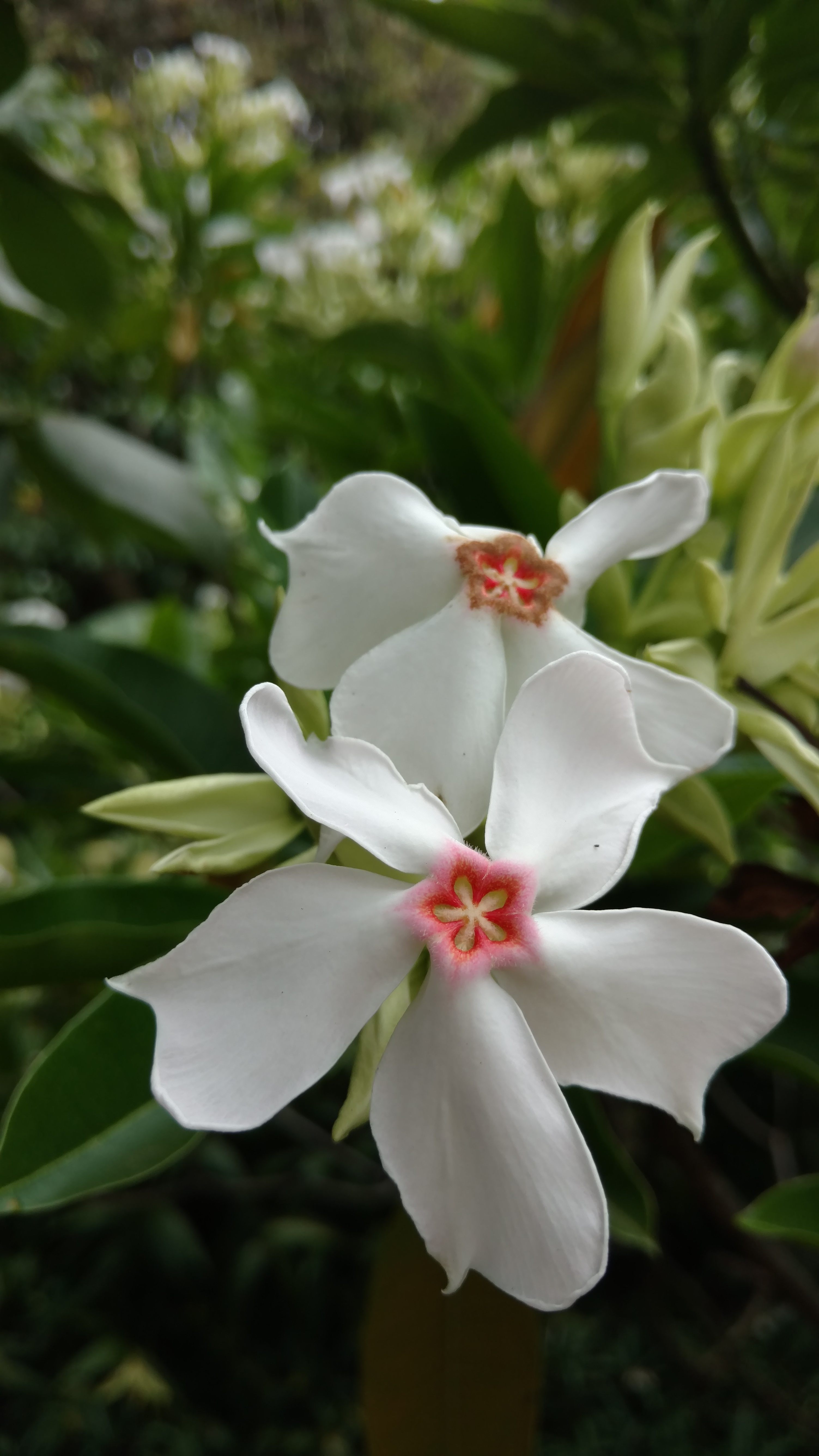 Cerbera floribunda plantplacesimage20170102_125510.jpg