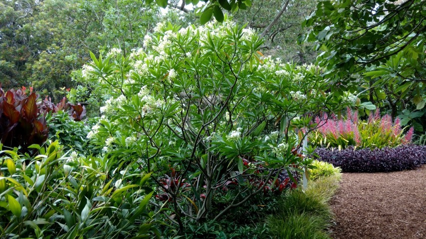 Cerbera floribunda plantplacesimage20170102_125519.jpg