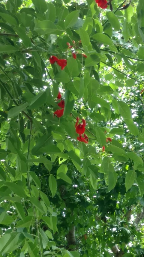 Erythrina x fulgens plantplacesimage20170102_130821.jpg