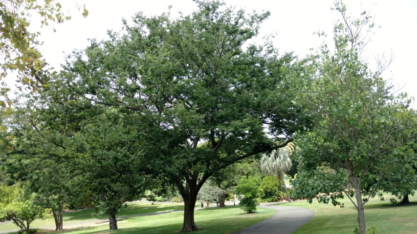 Zelkova serrata plantplacesimage20170102_131034.jpg