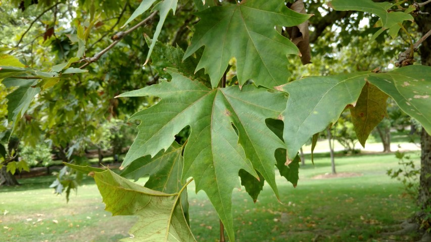 Platanus orientalis plantplacesimage20170102_131104.jpg