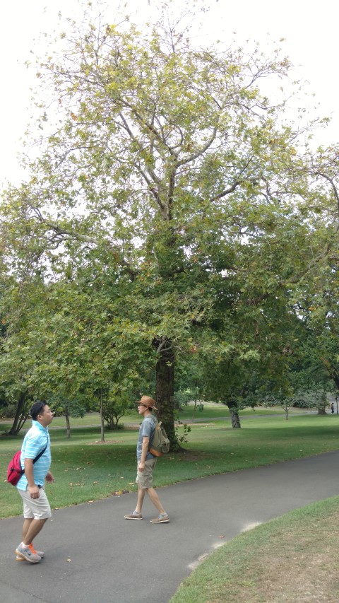 Platanus orientalis plantplacesimage20170102_131126.jpg