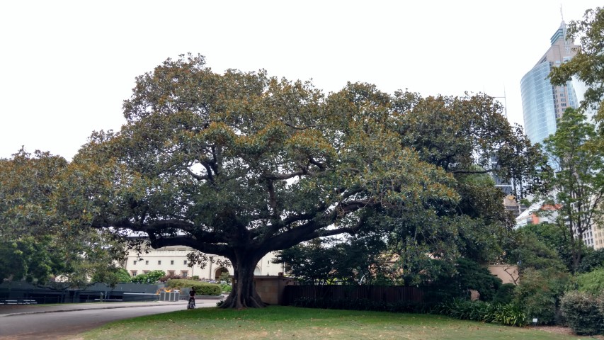 Ficus macrophylla plantplacesimage20170102_183518.jpg