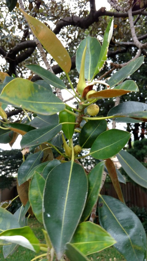 Ficus macrophylla plantplacesimage20170102_183536.jpg