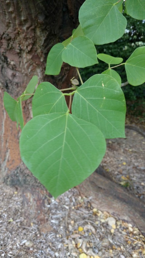 Erythrina berteroana plantplacesimage20170102_183904.jpg