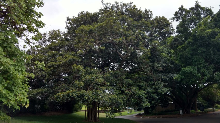 Ficus rubiginosa plantplacesimage20170102_184048.jpg