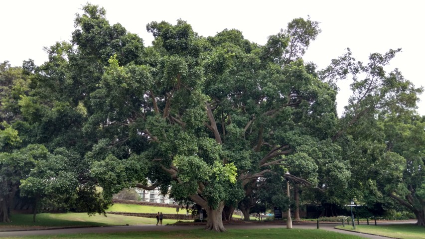 Ficus microcarpa plantplacesimage20170102_184216.jpg