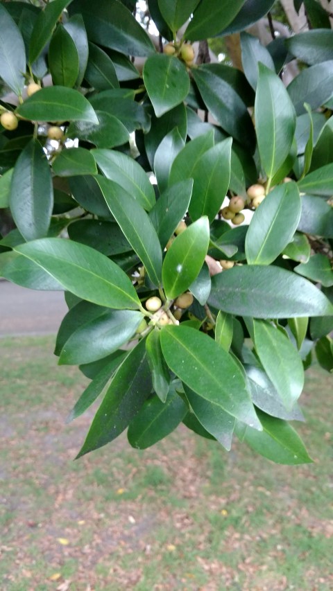 Ficus microcarpa plantplacesimage20170102_184248.jpg