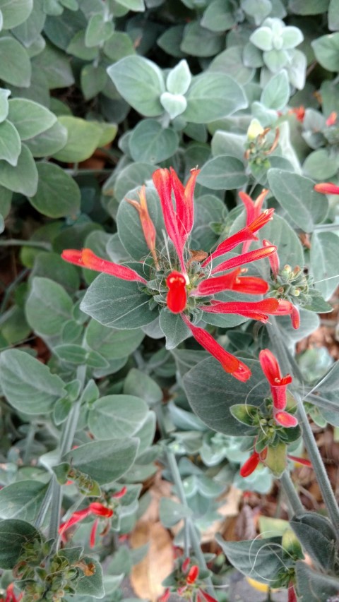 Dicliptera suberecta plantplacesimage20170102_184504.jpg