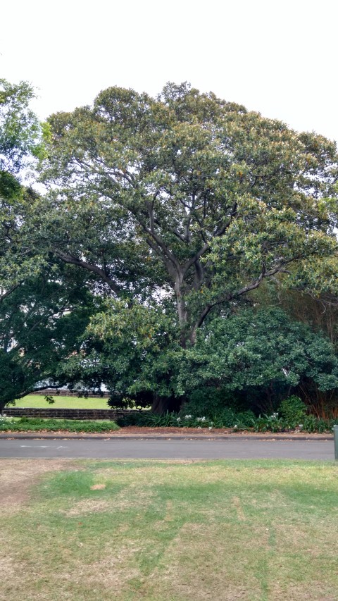 Ficus macrophylla plantplacesimage20170102_184642.jpg