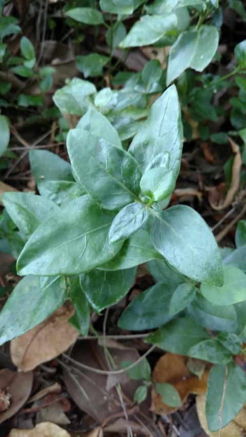Vinca major plantplacesimage20170102_184817.jpg