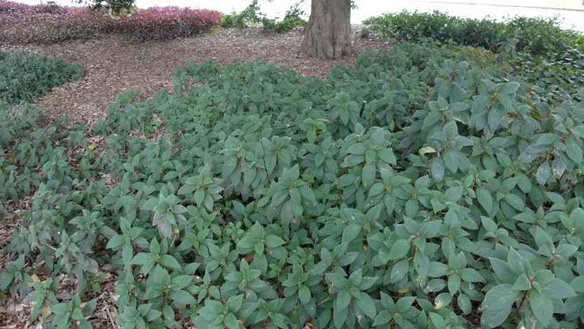 Kohleria eriantha plantplacesimage20170102_185024.jpg