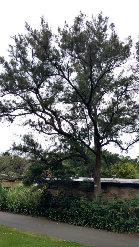 Casuarina cunninghamiana plantplacesimage20170102_185238.jpg