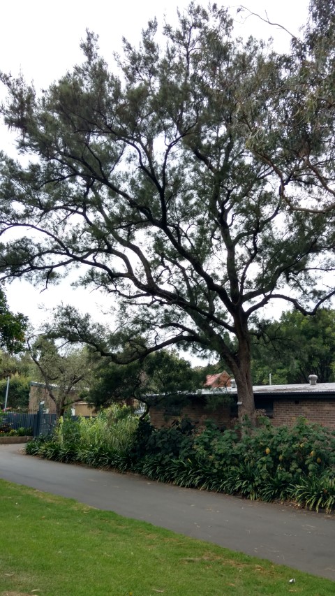 Casuarina cunninghamiana plantplacesimage20170102_185258.jpg